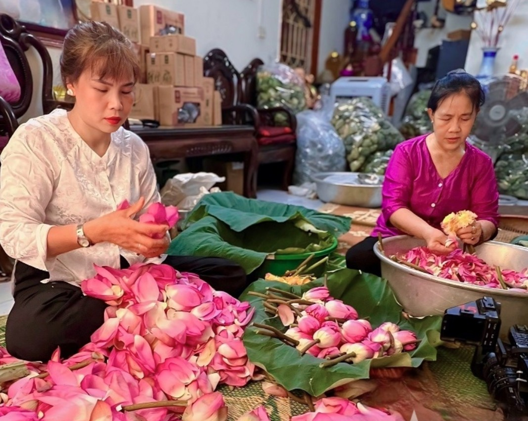 Trà sen Tây Hồ vào vụ